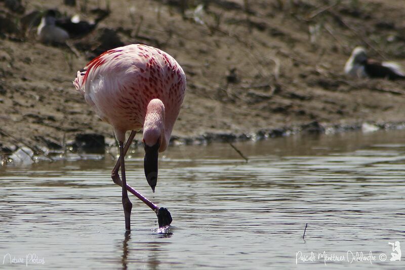 Lesser Flamingo