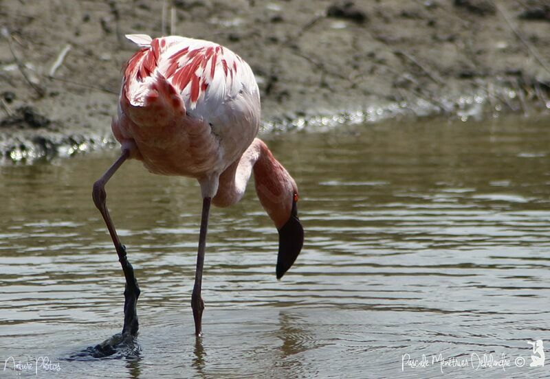 Lesser Flamingo