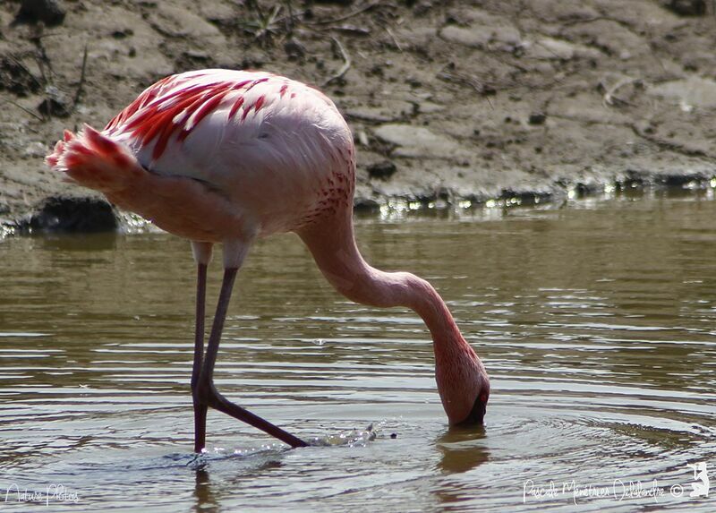 Lesser Flamingo