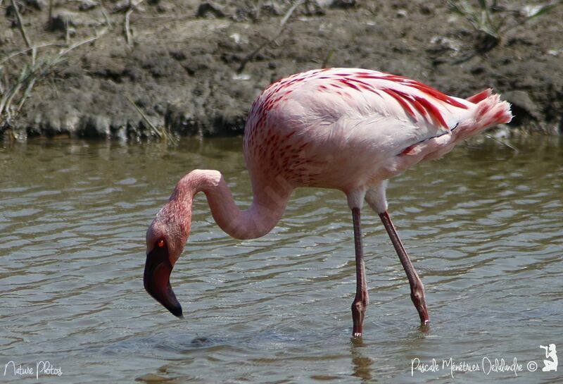 Flamant nain