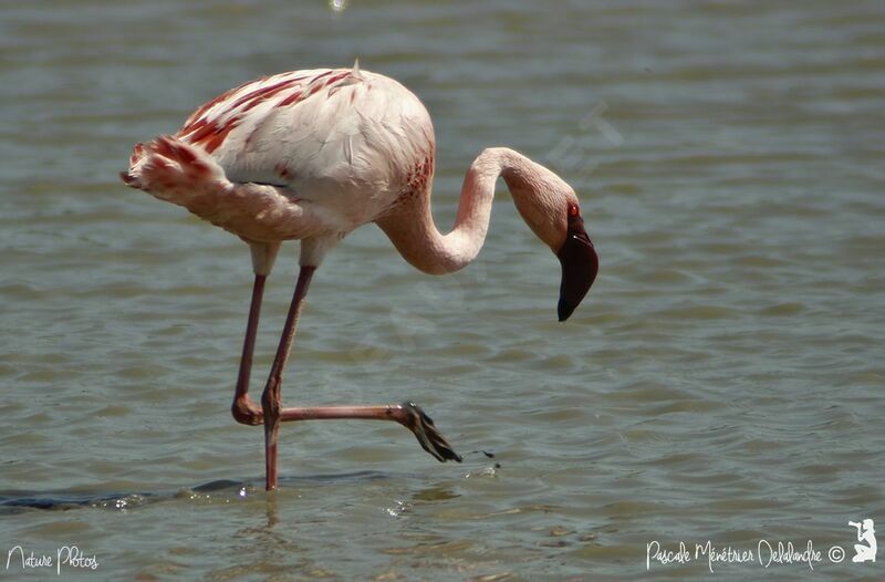 Flamant nain