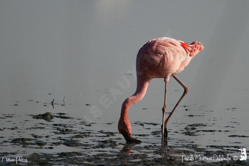 Lesser Flamingo