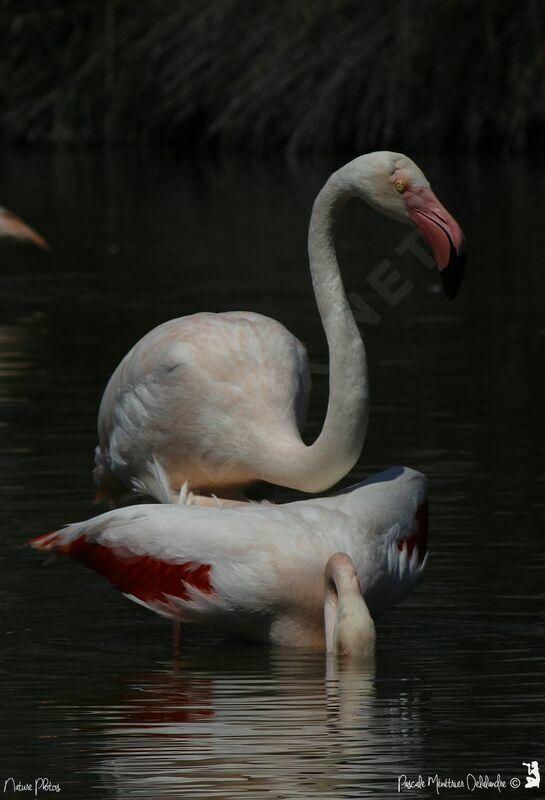 Greater Flamingo