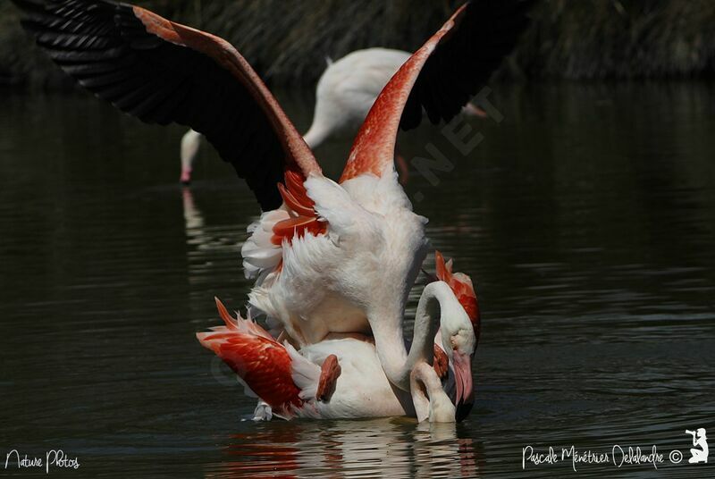 Flamant rose