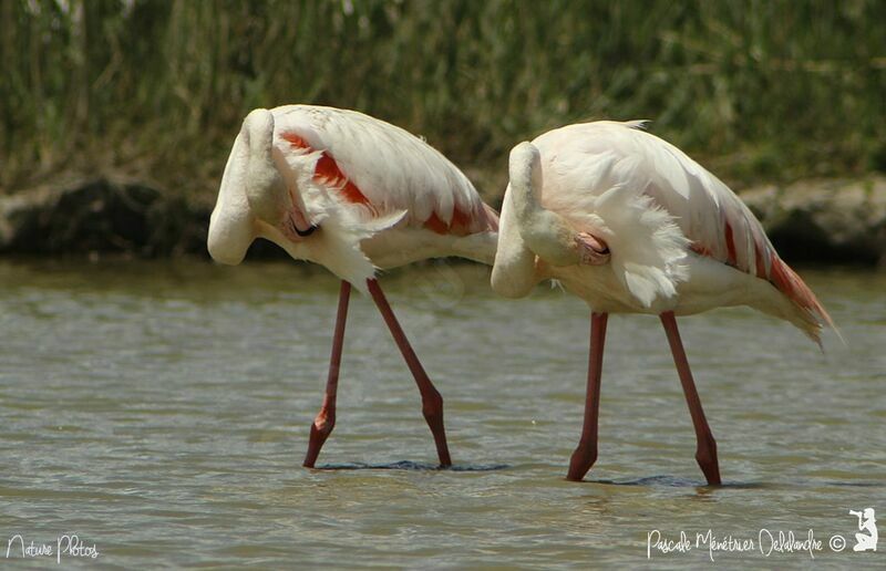 Greater Flamingo