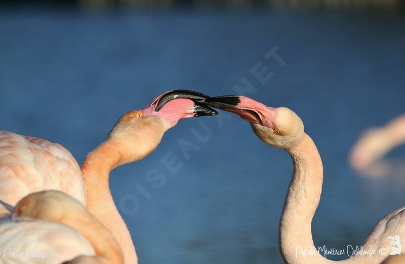 Greater Flamingo