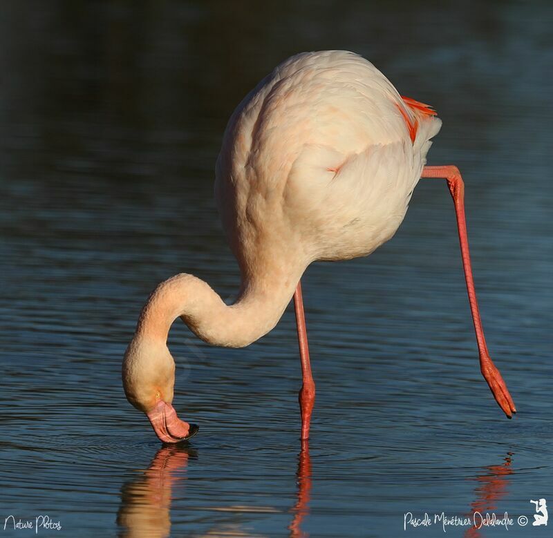 Flamant rose