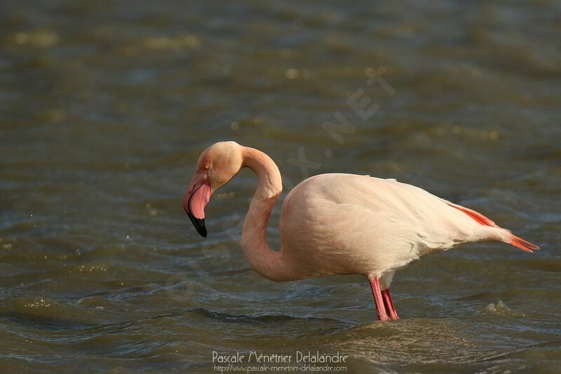 Flamant rose