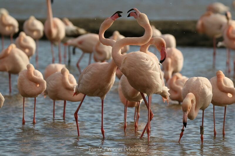 Greater Flamingoadult