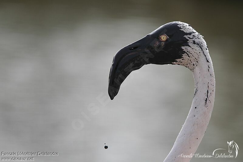 Flamant rose