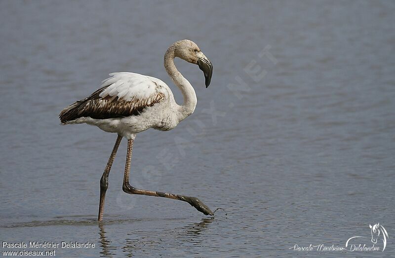 Greater FlamingoFirst year