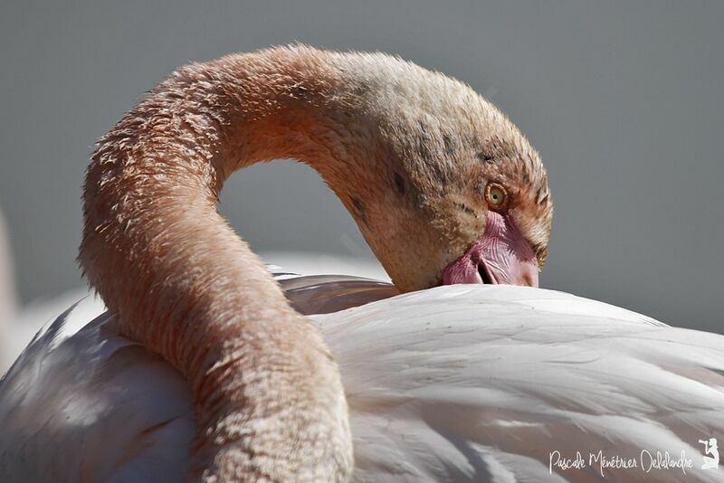 Flamant rose