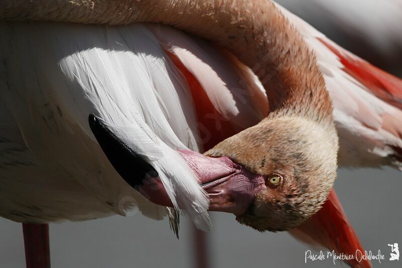 Greater Flamingo