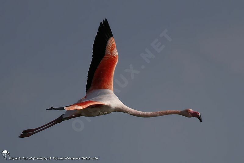 Flamant rose