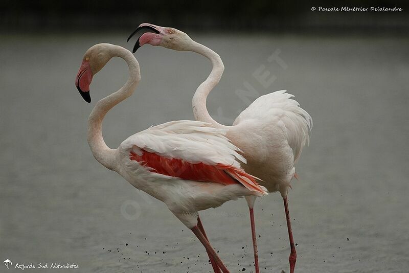 Flamant rose