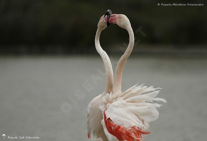 Flamant rose