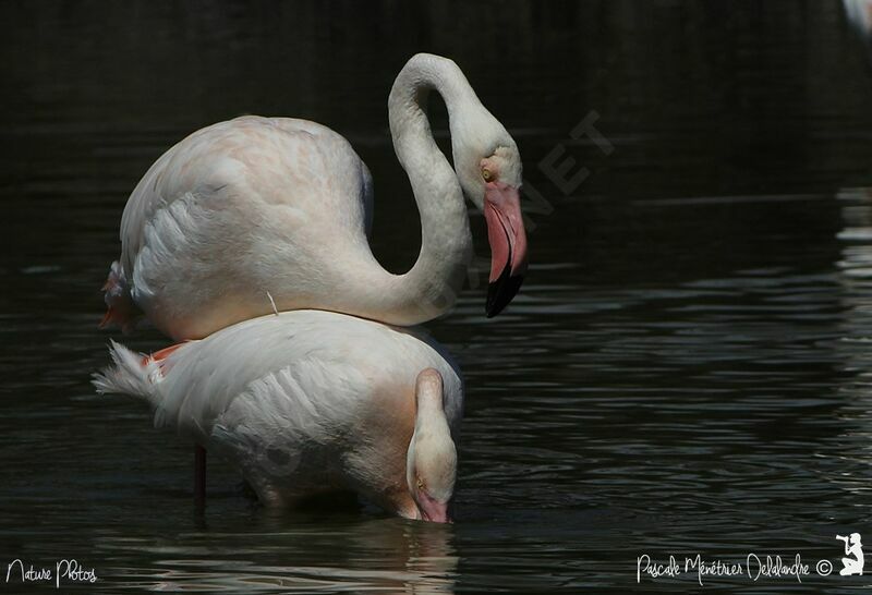 Flamant rose