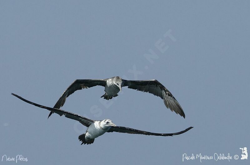 Northern Gannet