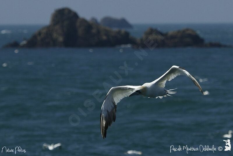 Northern Gannet