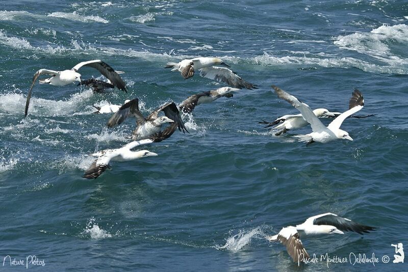 Northern Gannet