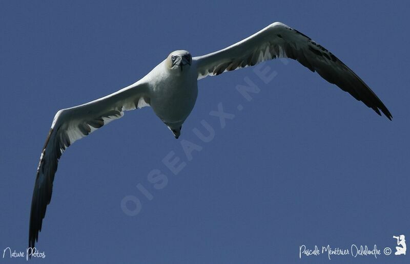 Northern Gannet