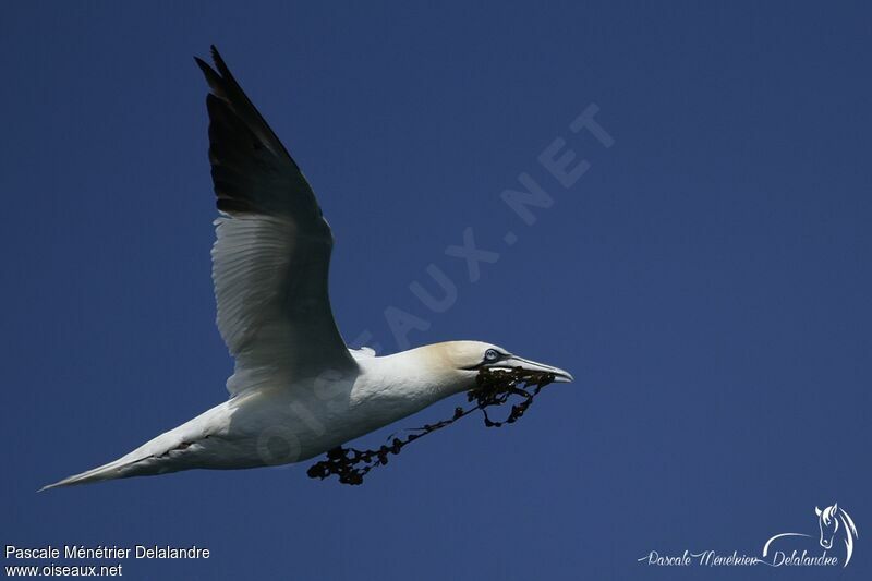 Northern Gannet