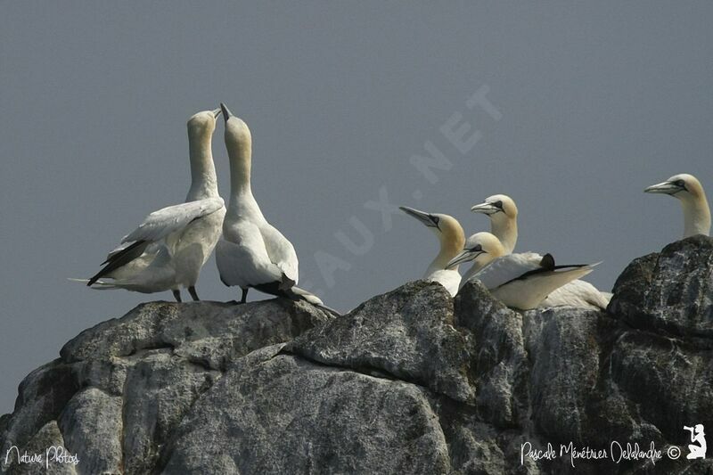 Northern Gannet