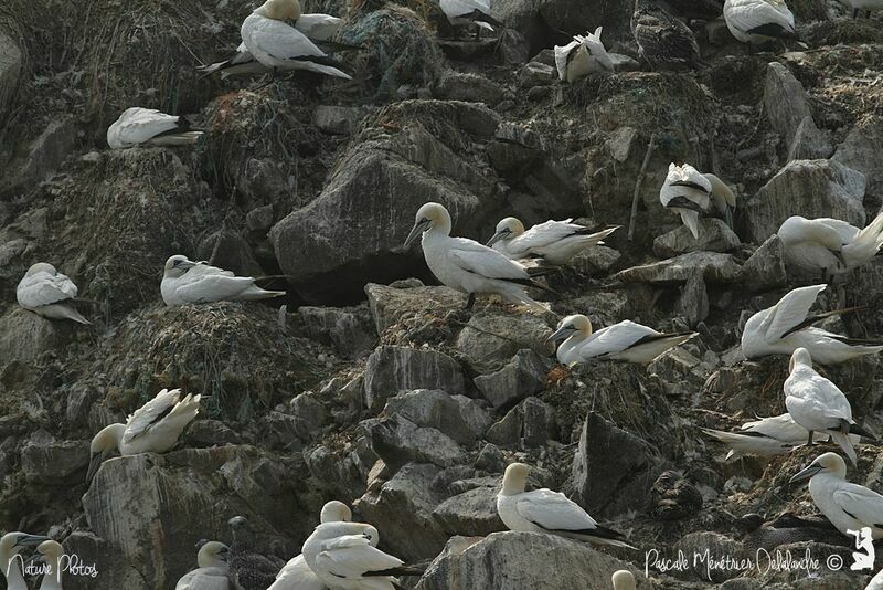 Northern Gannet