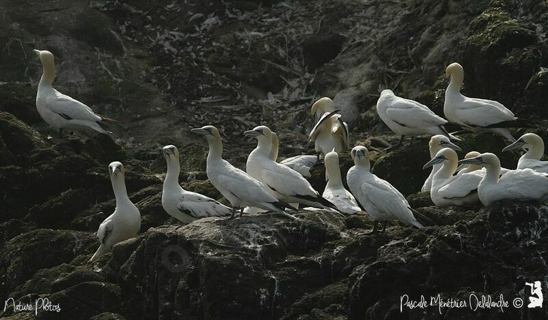 Northern Gannet