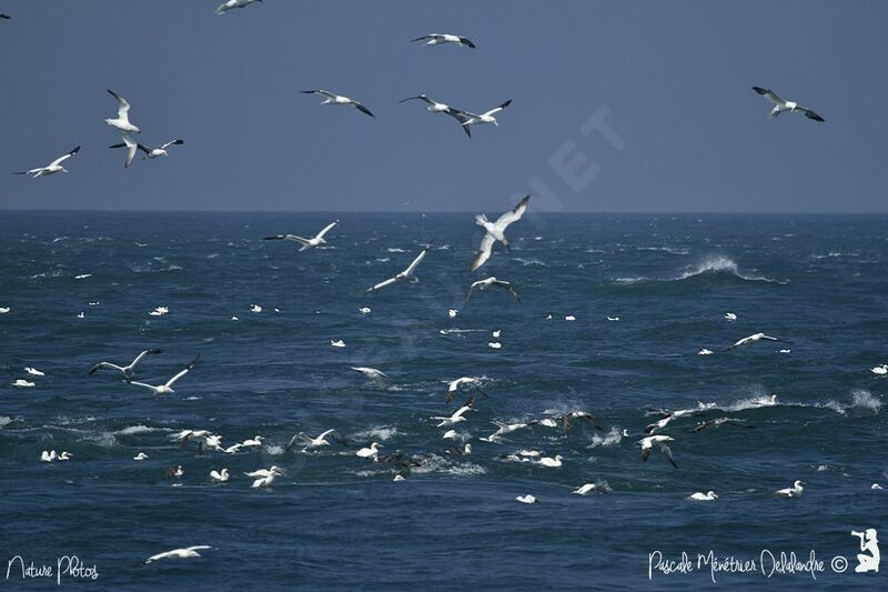 Northern Gannet