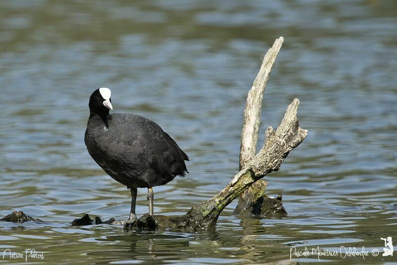 Eurasian Coot