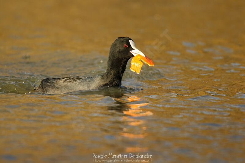 Eurasian Cootadult