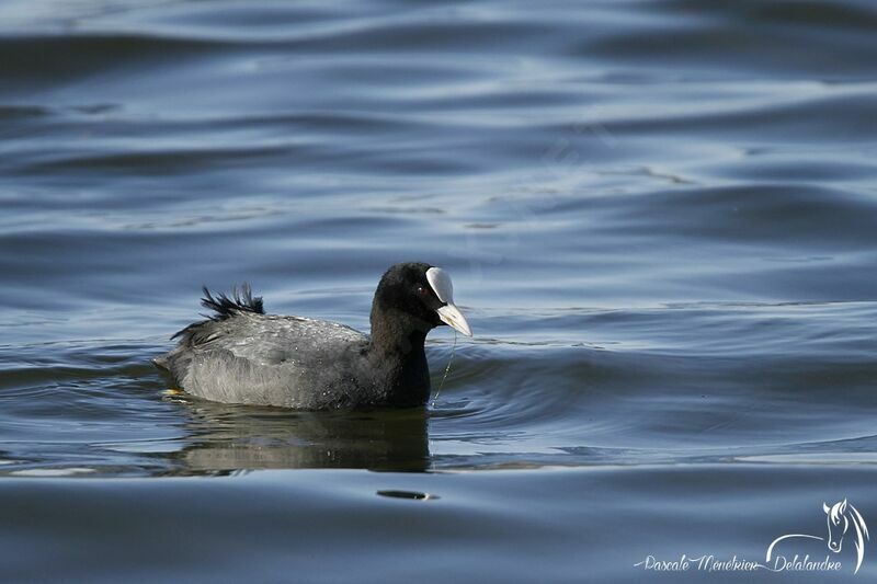 Eurasian Coot