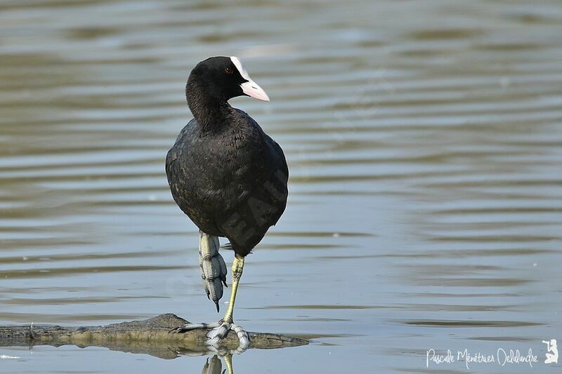 Eurasian Coot