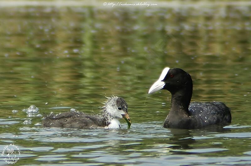 Eurasian Coot