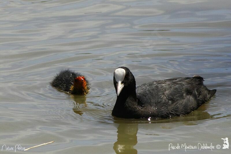 Eurasian Coot