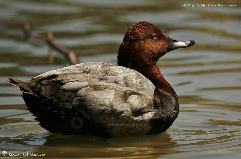 Common Pochard