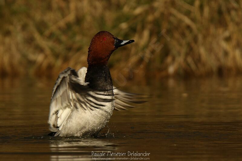 Common Pochard male adult