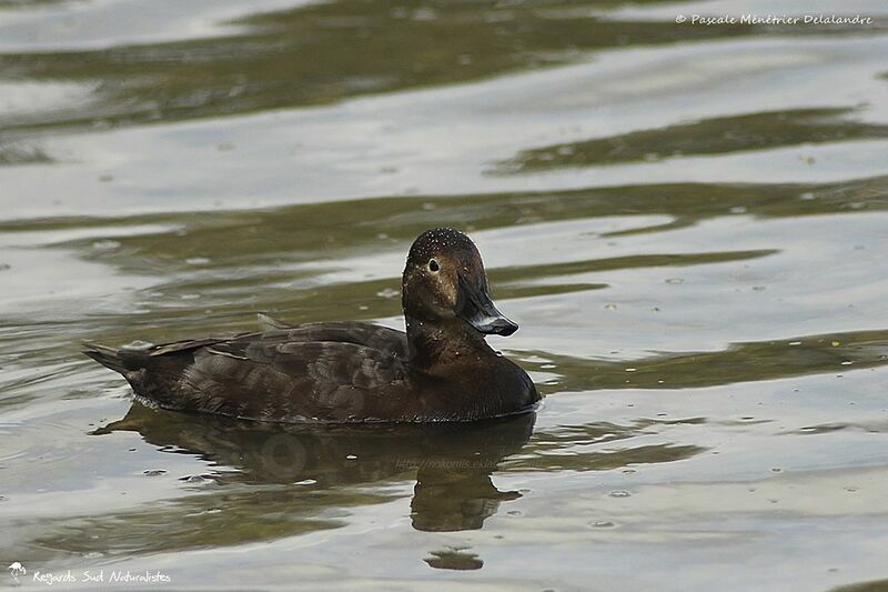 Common Pochard