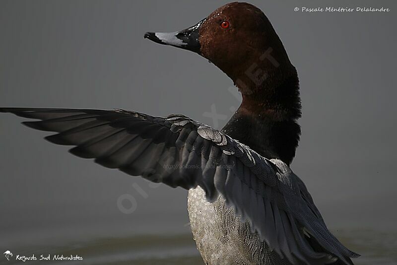 Common Pochard