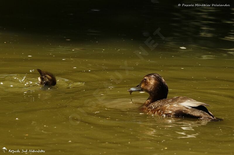 Common Pochard