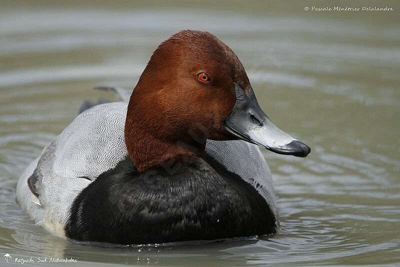 Common Pochard