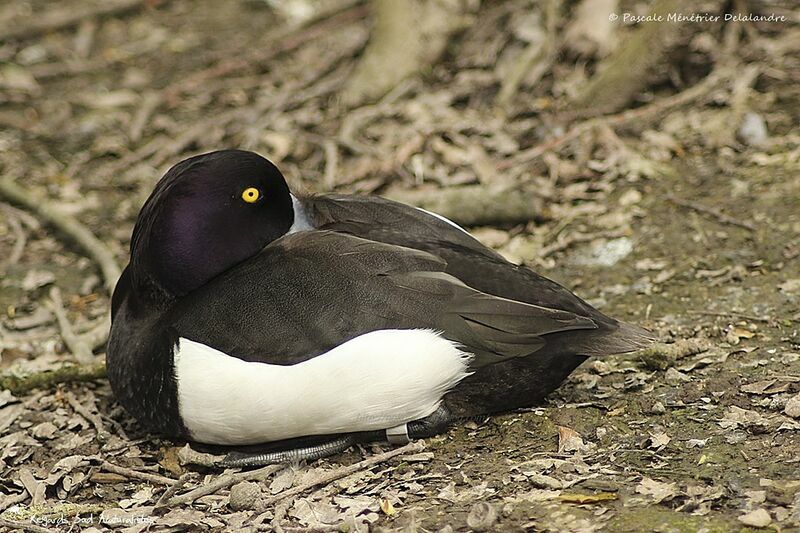 Tufted Duck