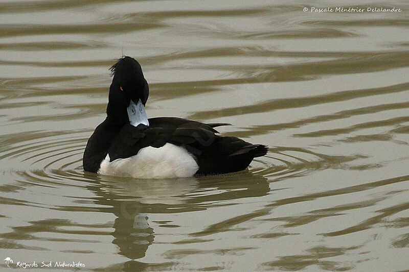 Tufted Duck