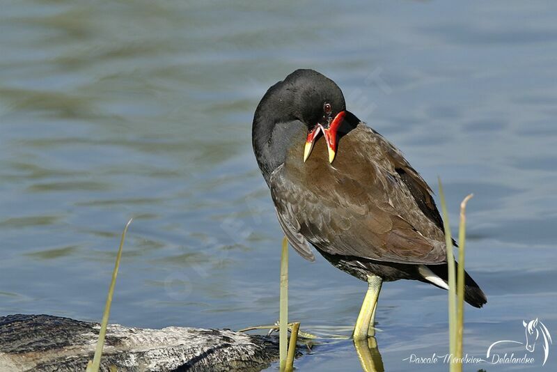 Gallinule poule-d'eau