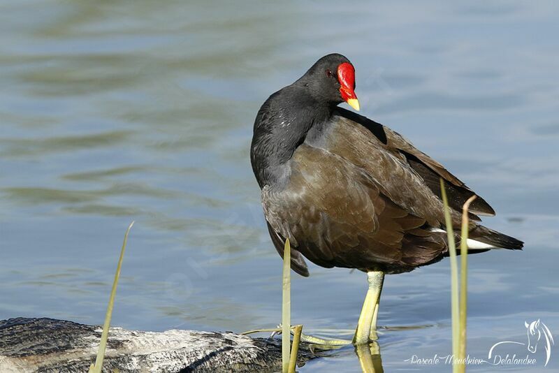 Gallinule poule-d'eau