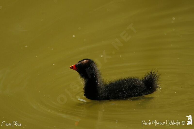 Gallinule poule-d'eauPoussin