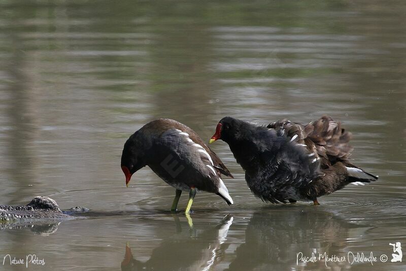 Gallinule poule-d'eau