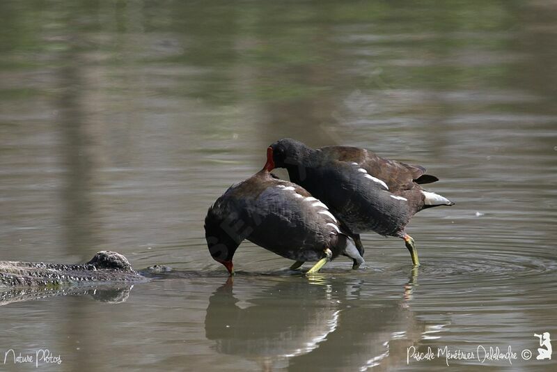 Gallinule poule-d'eau