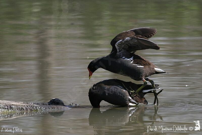 Gallinule poule-d'eau